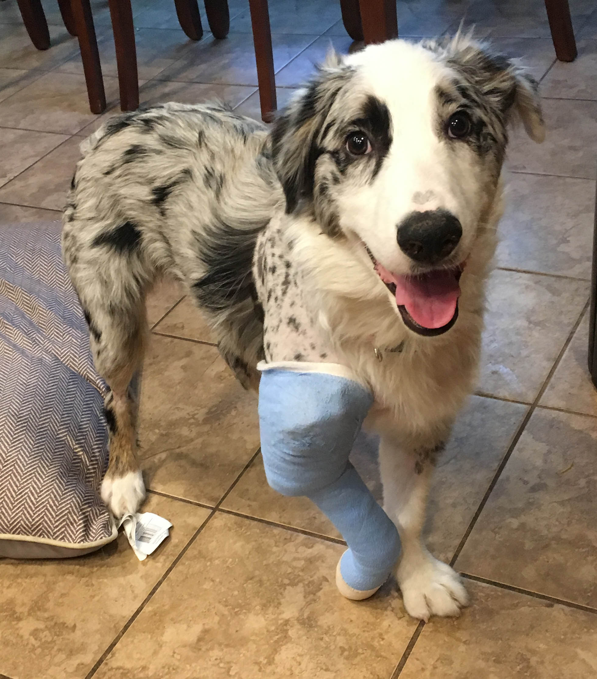 Aussie Rescue Houston - 16ksr3f