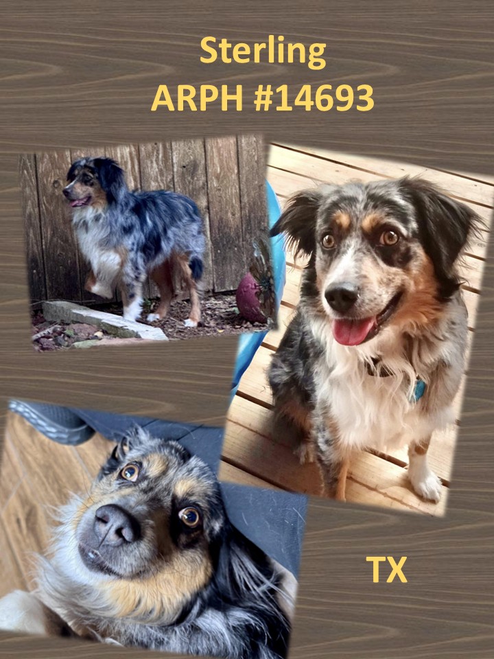 Available Dogs