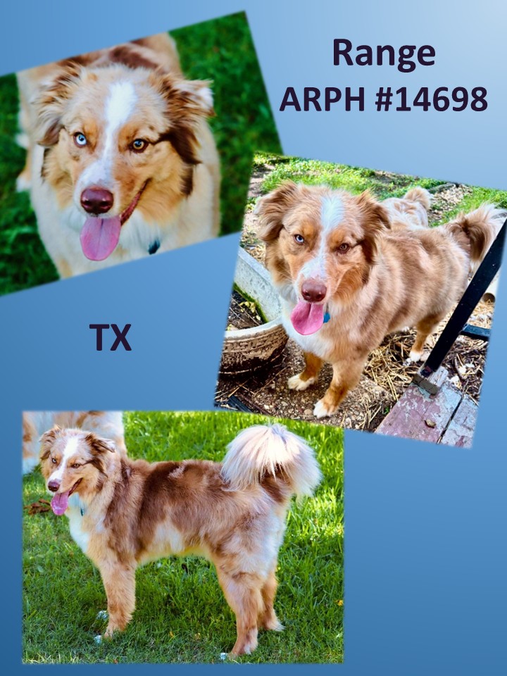 Available Dogs