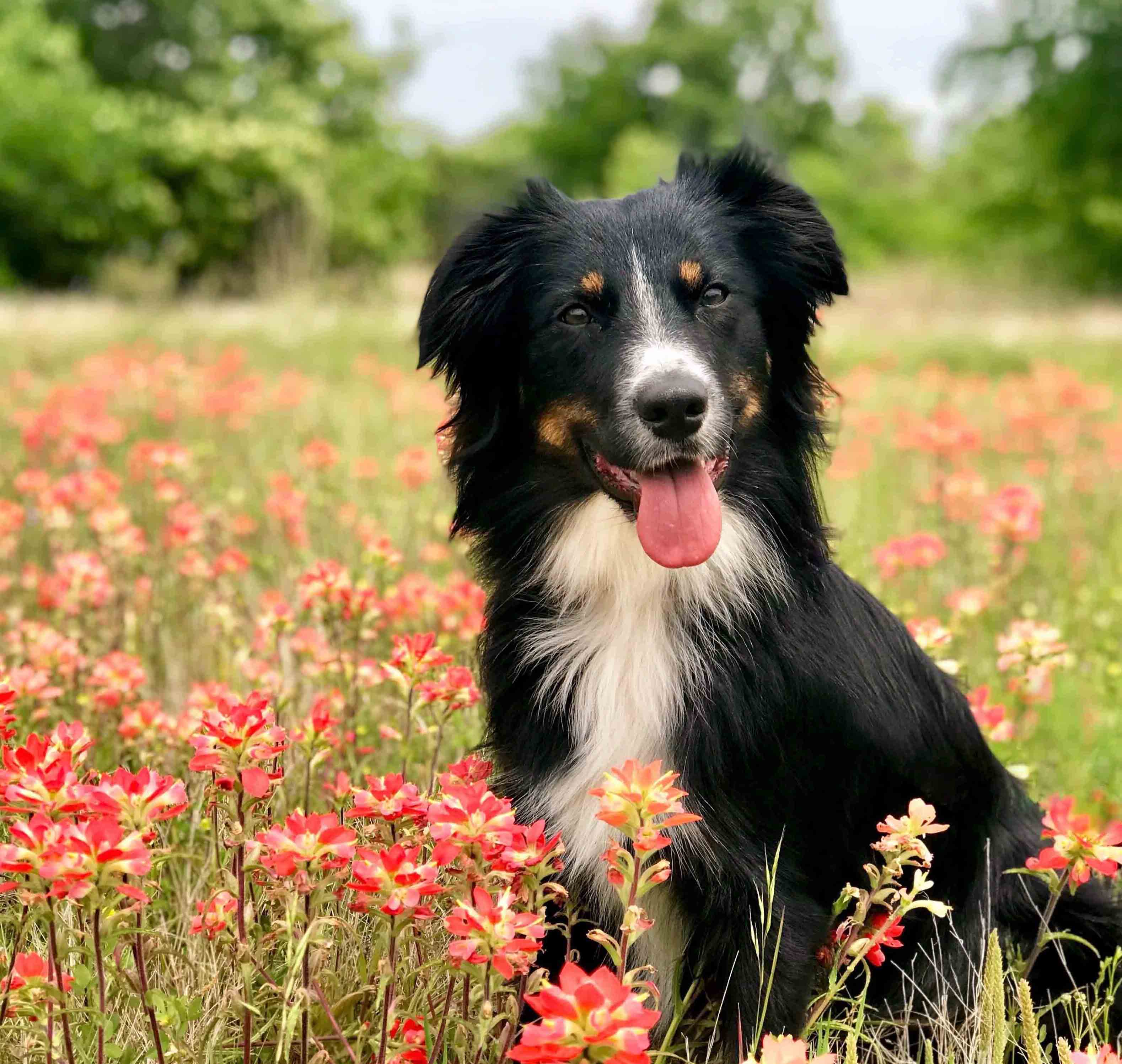 Aussie Rescue Virginia - jv6g8n9