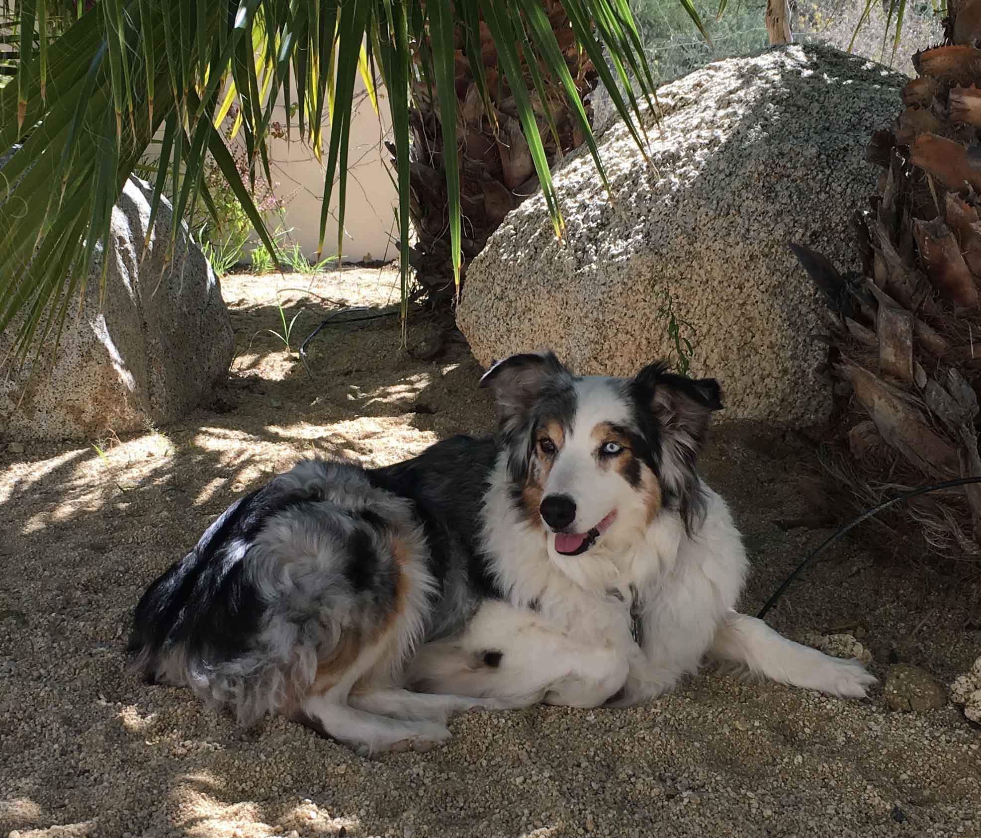 Aussie Rescue Placement Helpline